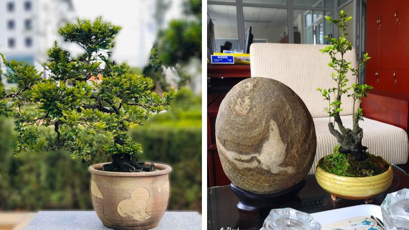 Chia sẻ cách chăm sóc cây tùng giúp cây luôn khoẻ