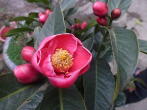 hoa hải đường
