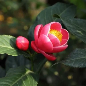 hoa hải đường