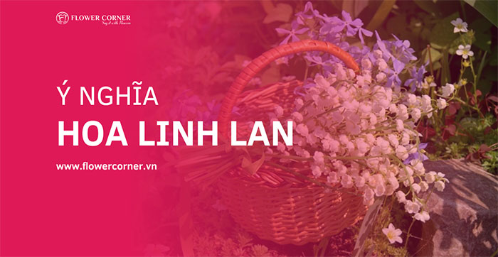 Khám phá ý nghĩa của hoa linh lan