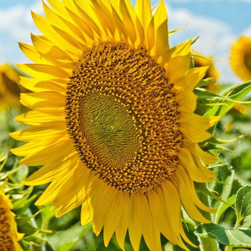 Khám Phá Ý Nghĩa Hoa Hướng Dương