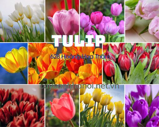 Khám phá ý nghĩa hoa tulip: Biểu tượng của mùa xuân