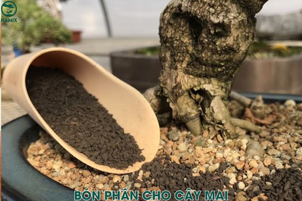 Quy trình chăm sóc mai vàng trồng dưới đất
