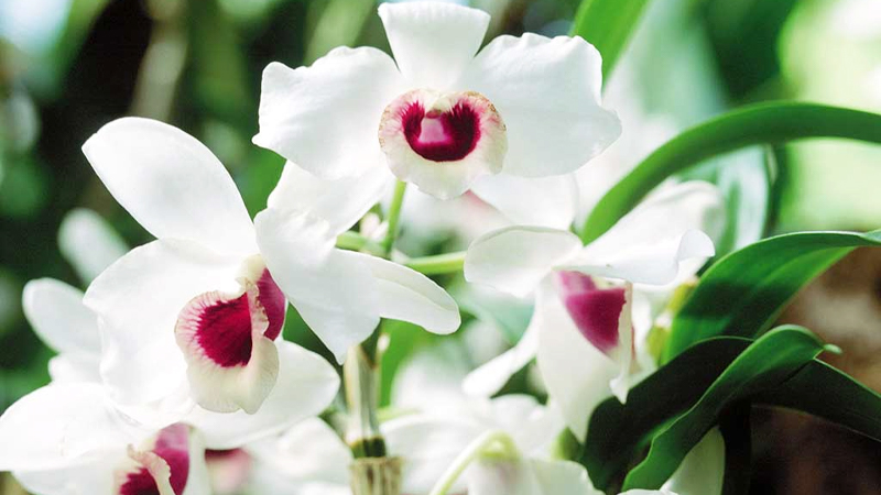 Tìm hiểu môi trường sống của cây phong lan