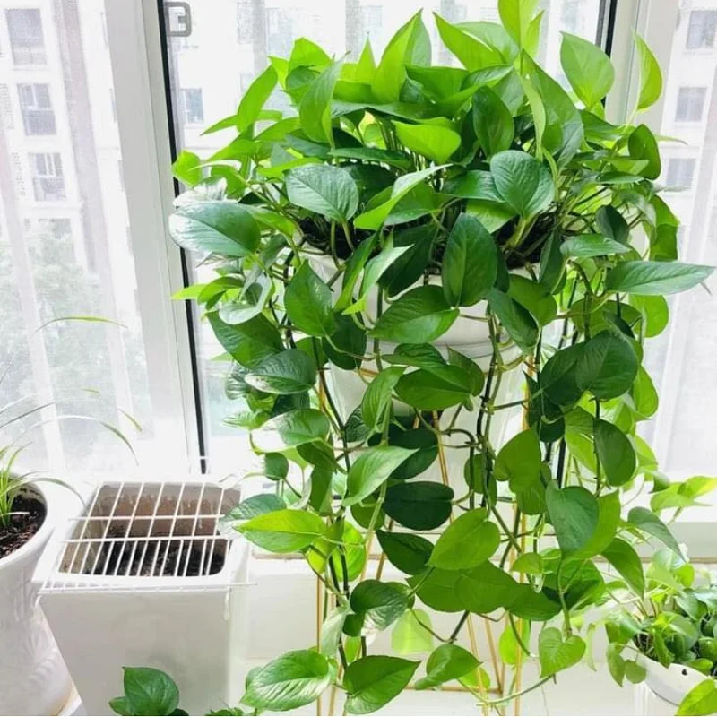 Top 20 các loại cây leo giàn đẹp, dễ trồng giúp che nắng