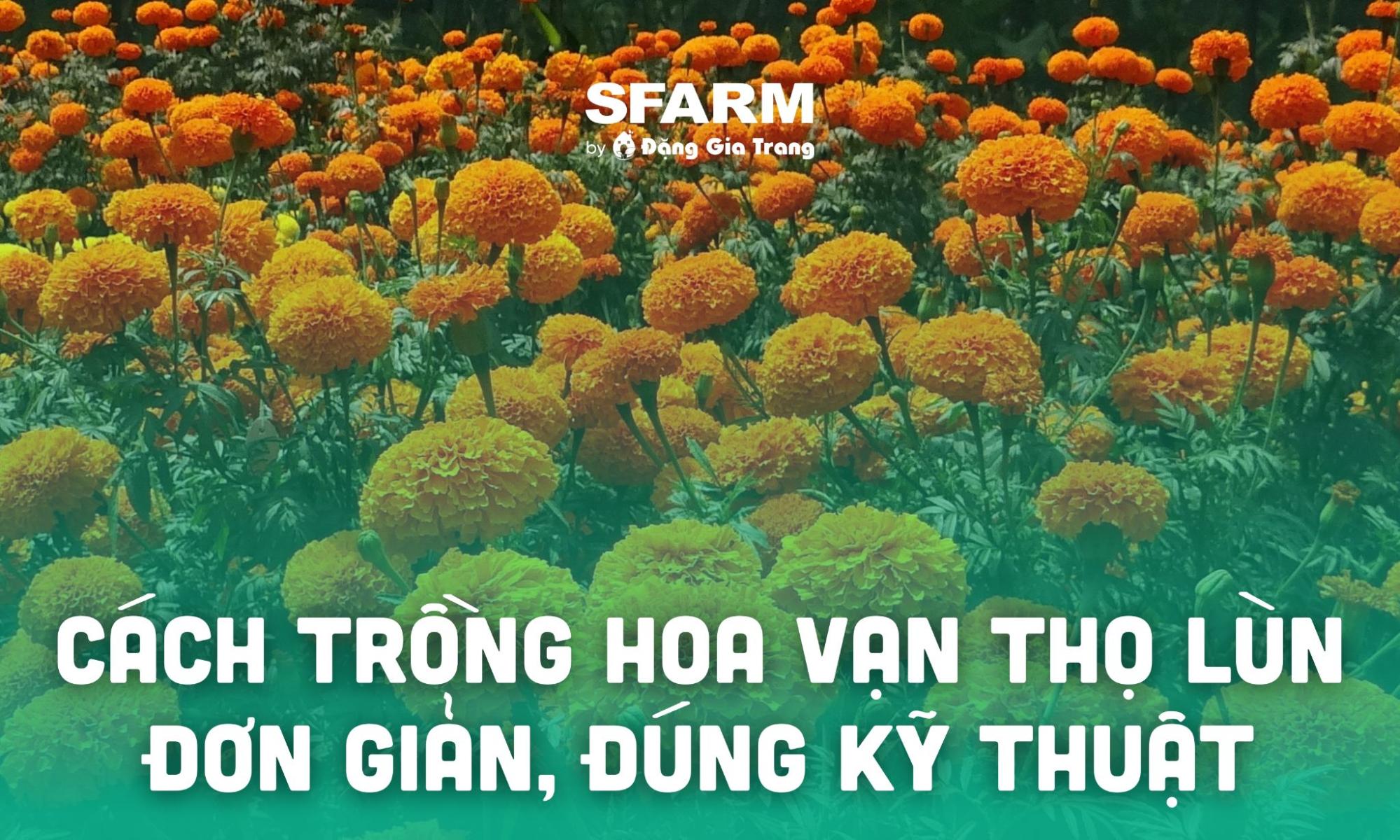 Trồng hoa vạn thọ tết vào tháng mấy