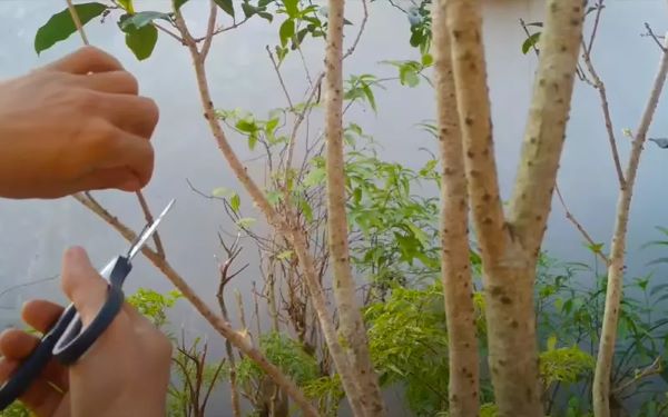 Ý nghĩa cây mộc hương hoa vàng là gì? Chia sẻ mẹo chăm sóc hiệu quả